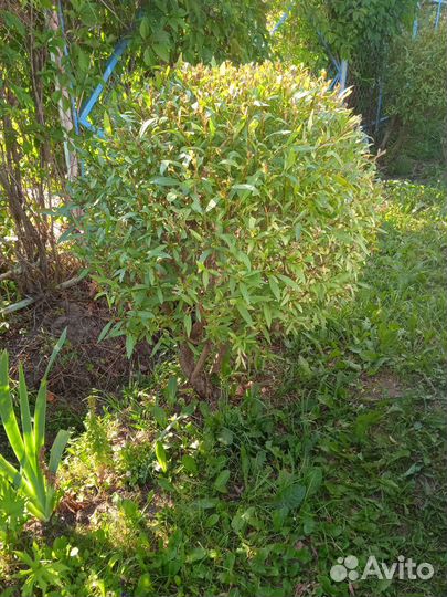 Шаровидная ива