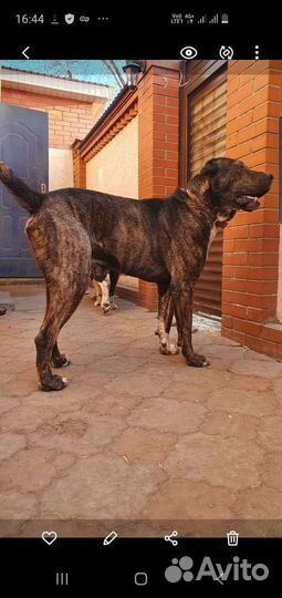 Отдам в хорошие руки алабая тигрового окраски, 3г