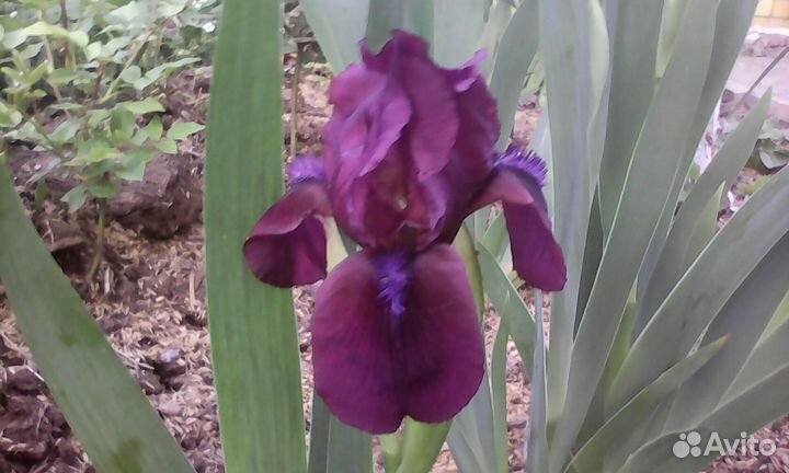 Ирисы сортовые