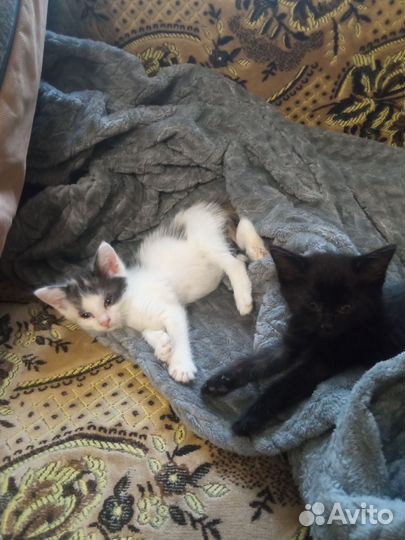 Котята в добрые руки