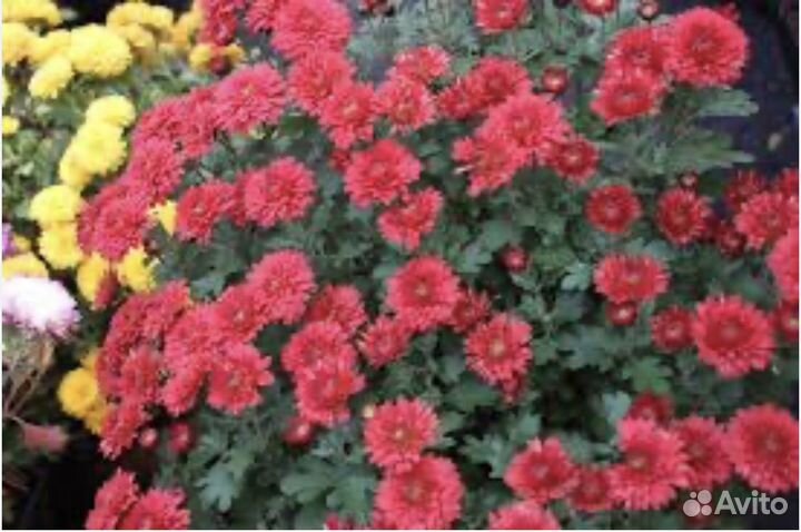 Хризантемы мультифлора