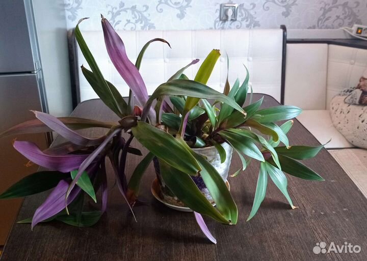 Комнатные цветы отдам бесплатно