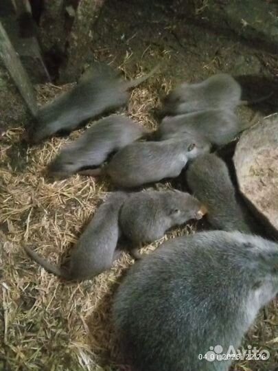 Нутрии молодняк