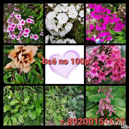 Цветы садовые