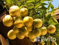 Пепино саженцы