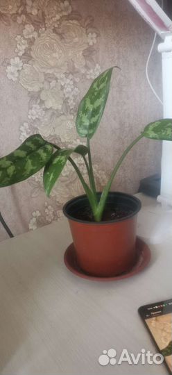 Цветы для сада и дома