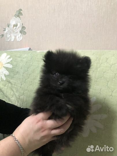 Щенки померанского шпица