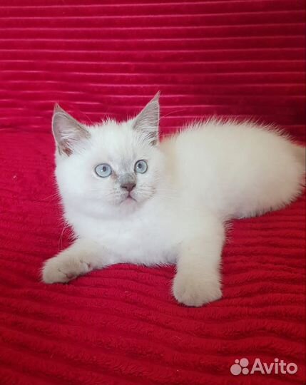 Шотландский мальчик