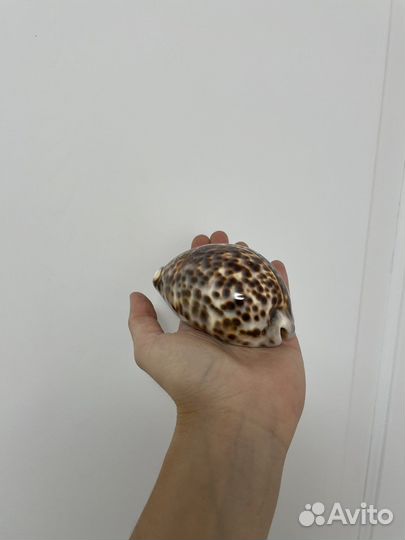 Морские ракушки Ципрея Тигрис, Мурекс Ветвистый