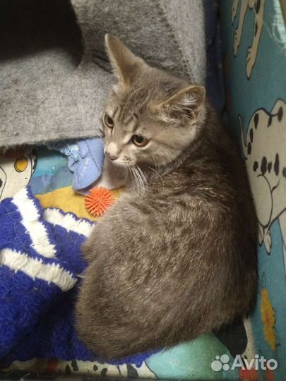 Кошка Лиза