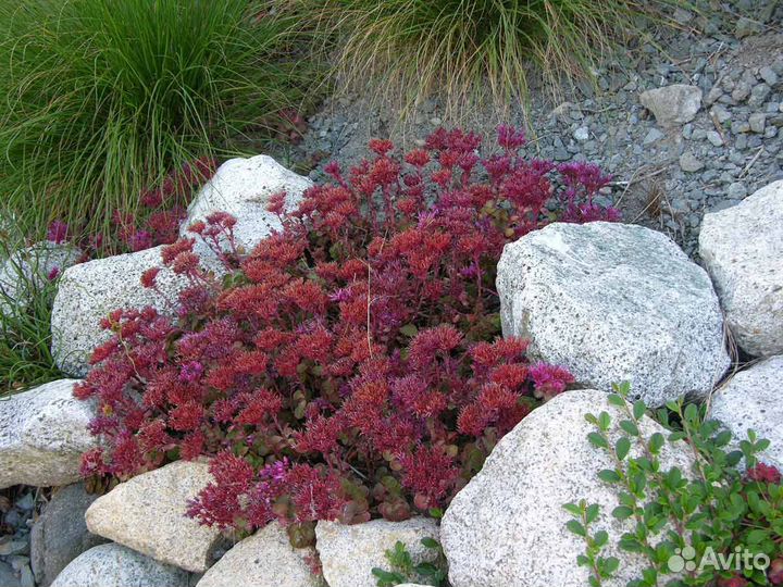Почвопокровные растения (седумы, очитки, гейхеры)