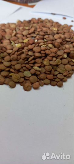 Продам пшеницу овес.ячмень.кукурузу.просо.жмых