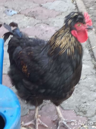 Племенные петухи, умеют все