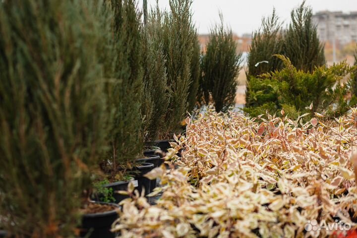 Можжевельник блю эрроу