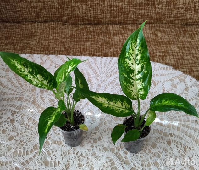 Диффенбахия Сегуина