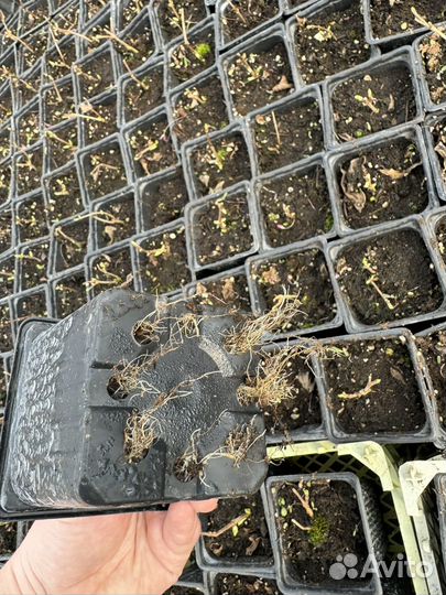 Гортензия саженцы