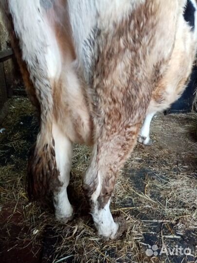 Домашние животные