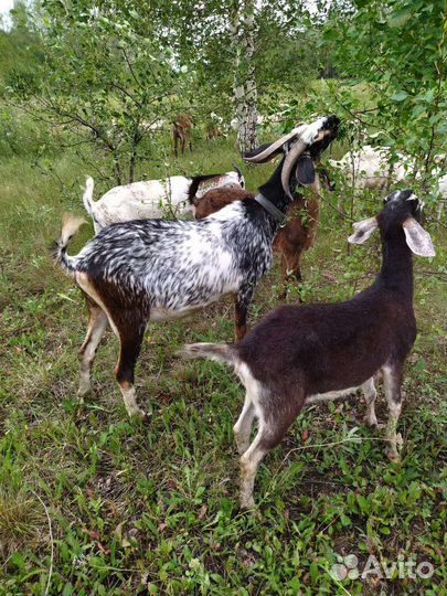 Кастрация с/х животных