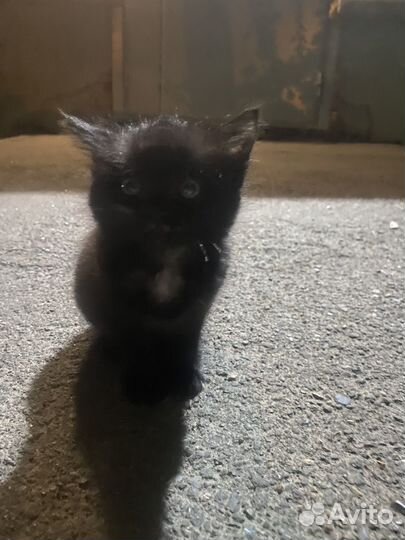 Кошки бесплатно
