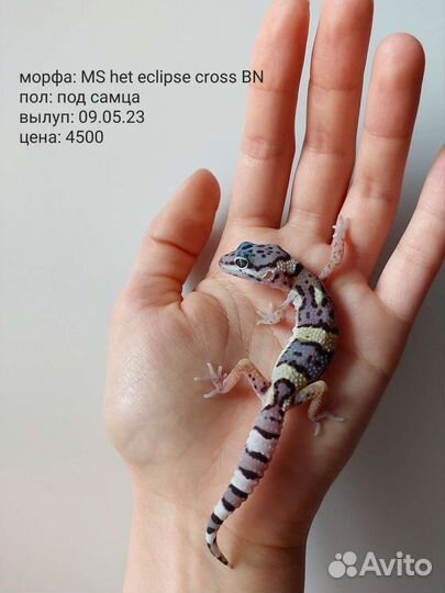 Геккон эублефар