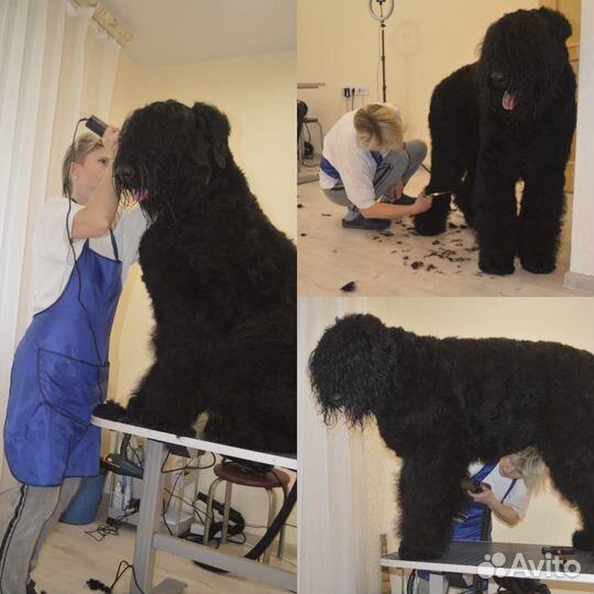 Стрижка грумминг собак