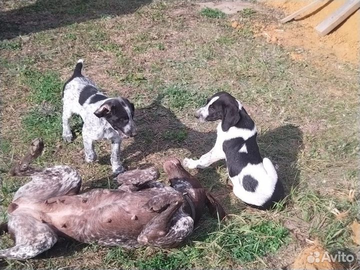 Щенки курцхара