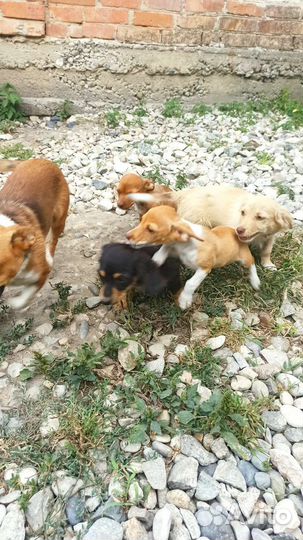 Собака в добрые руки