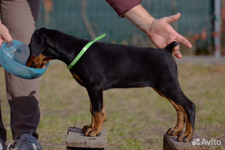 Щенки добермана