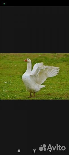 Гусь