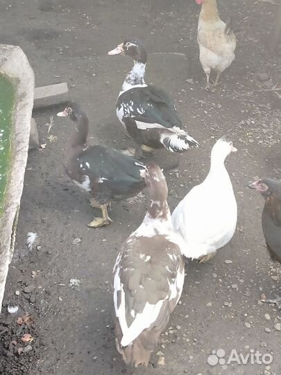 Мускусные утки индоутки