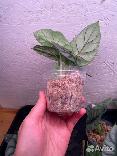 Alocasia 'Silver Dragon'