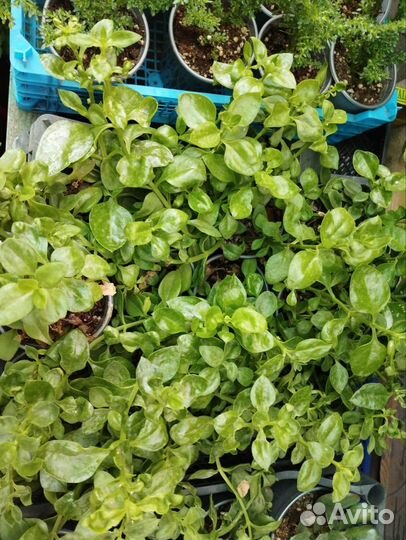 Традесканция, плектрантусы, колизия, хлорофитум