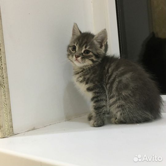 Котята в дар