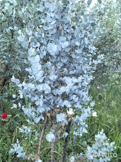 Саженцы эвкалипта