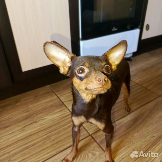 Русский той-терьер вязка