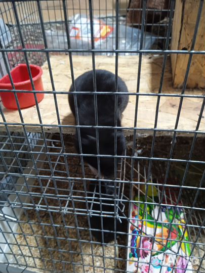 Домашние животные грызуны хомяки