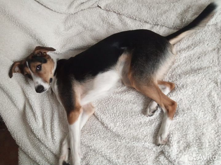 Собака в добрые руки