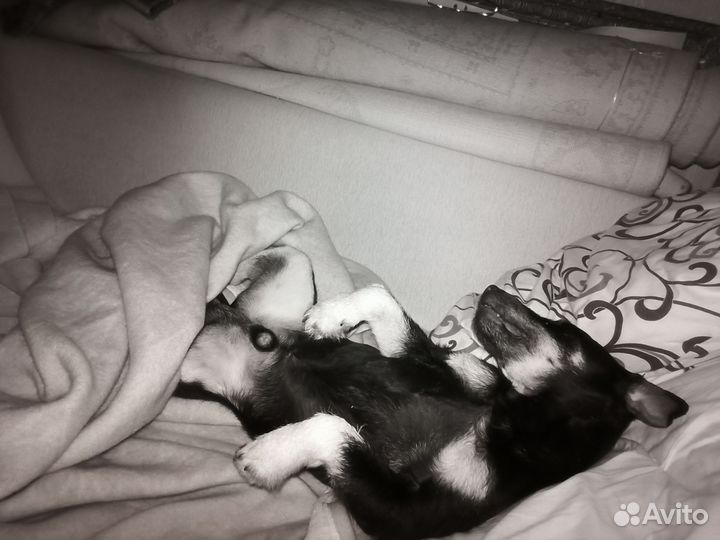 Ищем девочку. Ягд терьер. мальчик