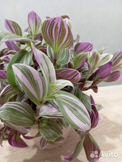 Традесканция нанук