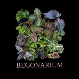 BEGONARIUM