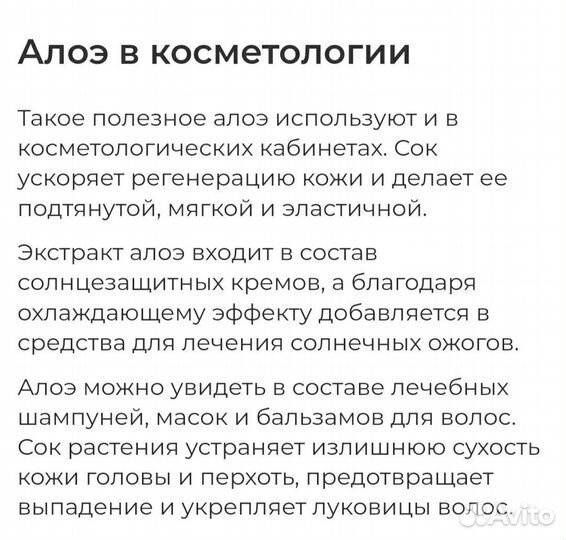 Алоэ столетник