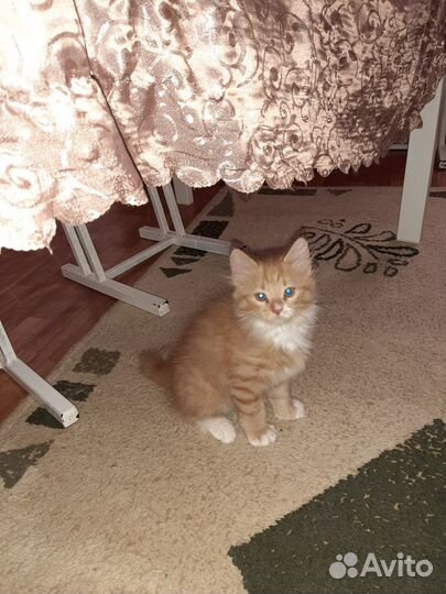 Курильские рысята