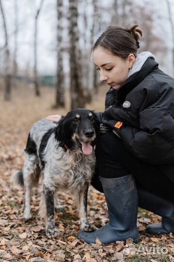 Собаки из приюта ждут вас