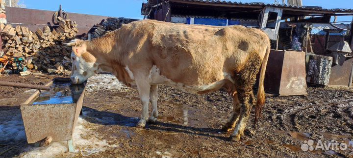 Корова симментал