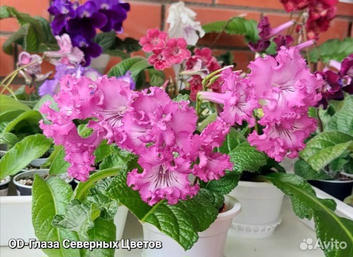 Стрептокарпусы