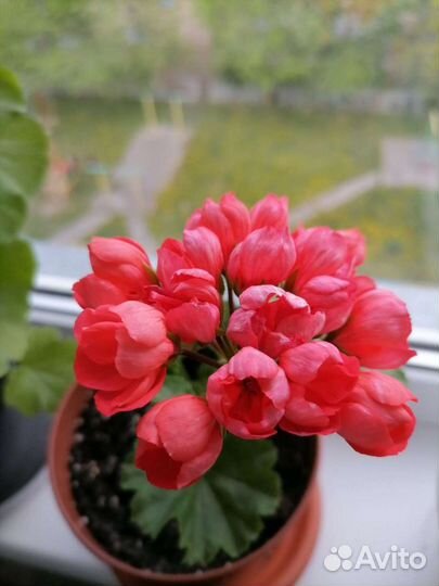 Вывезу неликвиды