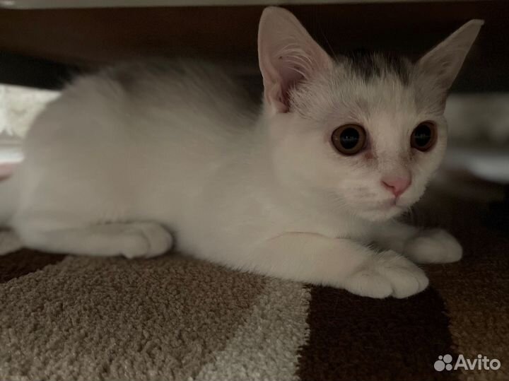 Белый котенок