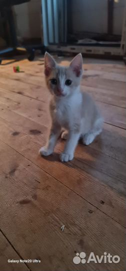 Ищу любящий дом для котёнка