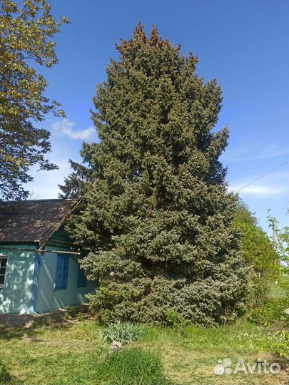 Ель голубая крупномер