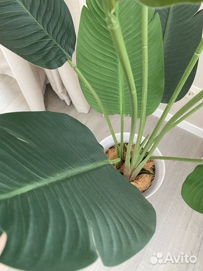 Банановая пальма Стрелиция 150